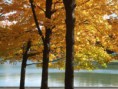 /album/le-mont-royal-en-automne/a784-jpg/