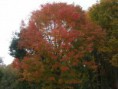 /album/le-mont-royal-en-automne/a819-jpg/